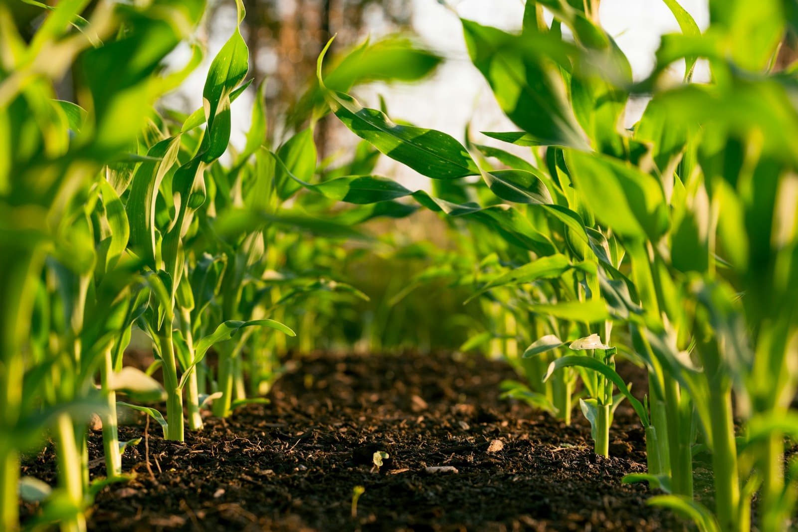 Young crop rows in dark soil