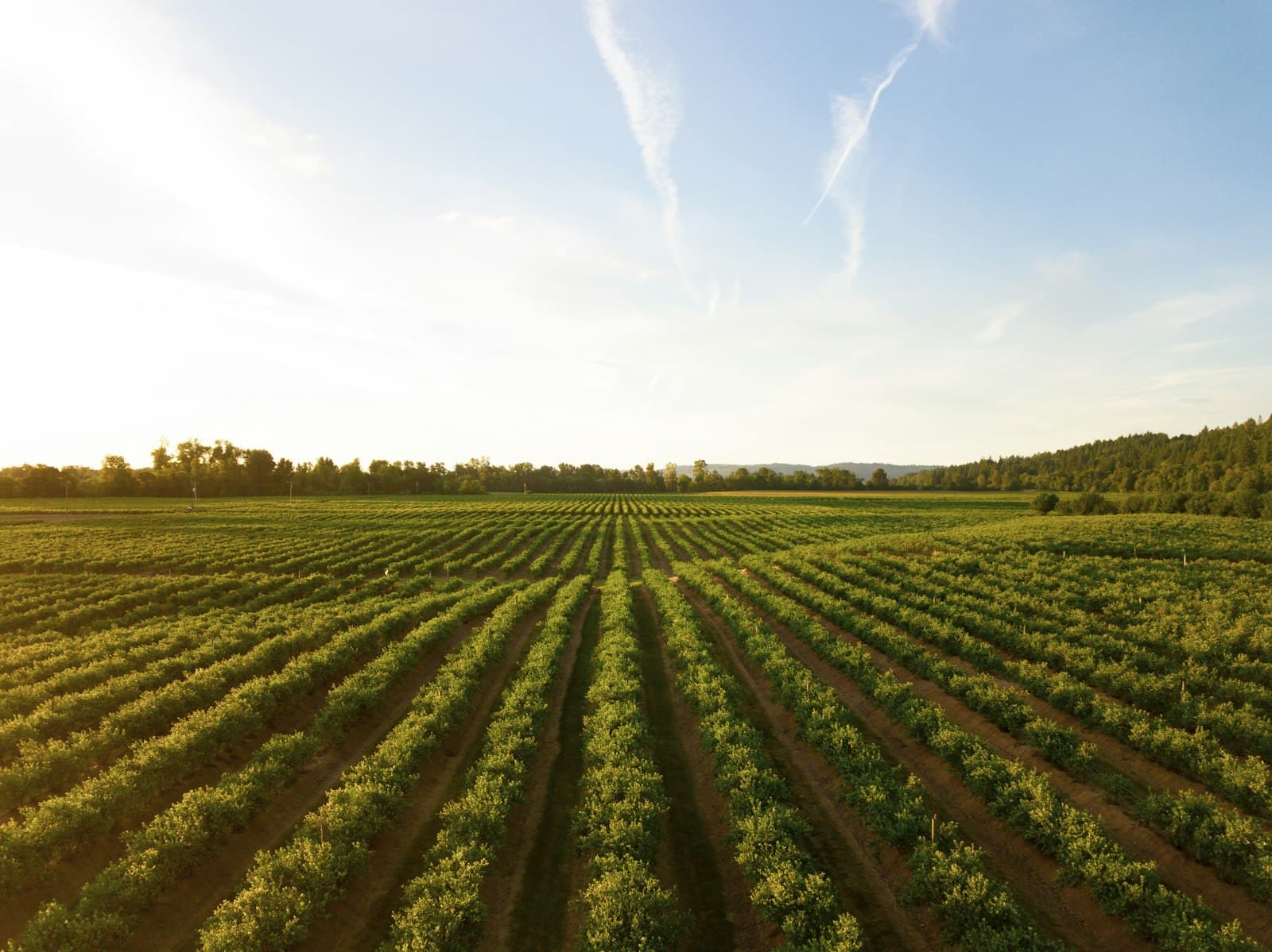 Aerial view of cultivated crop rows