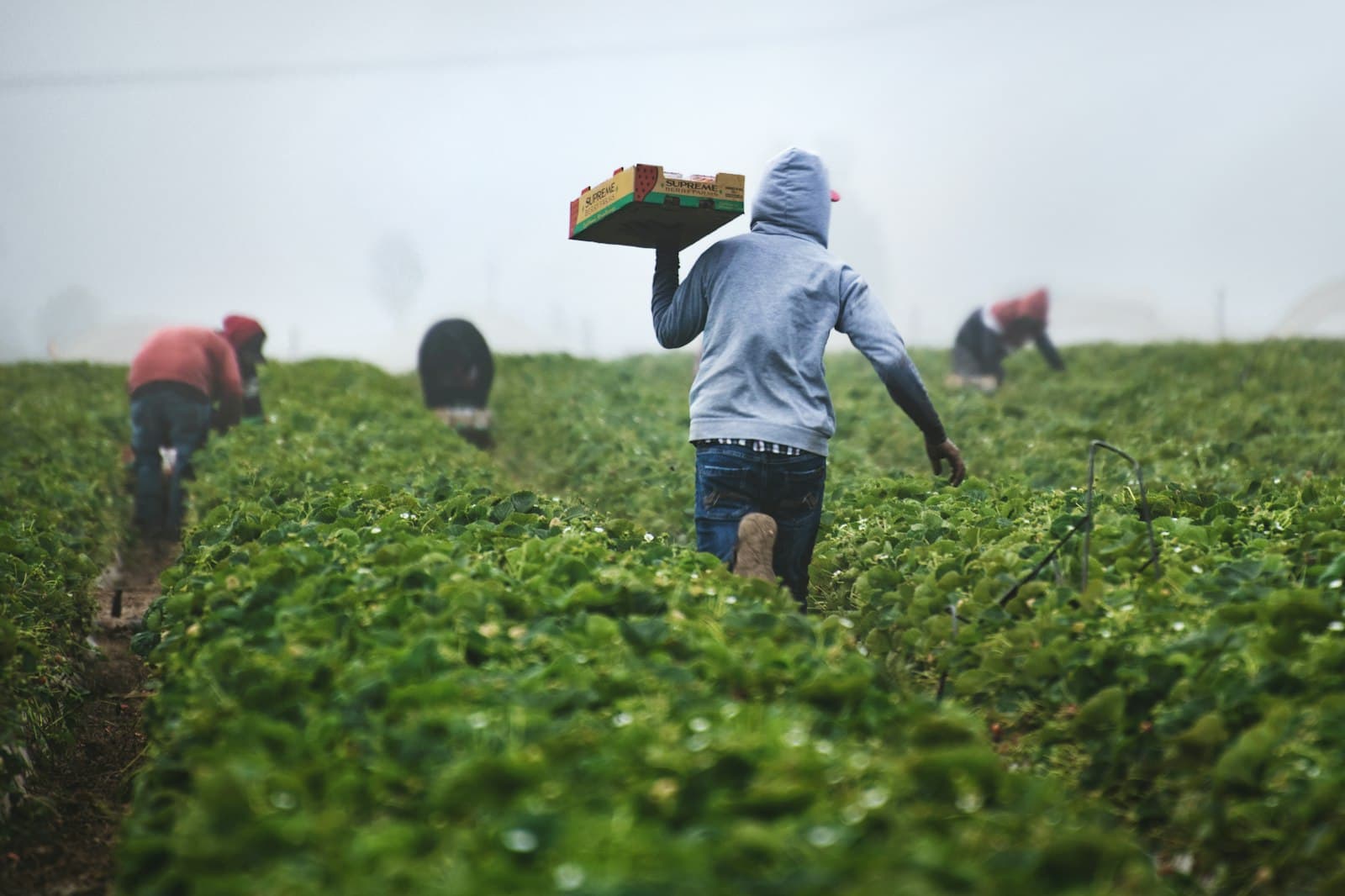 Field workers moving through crop rows