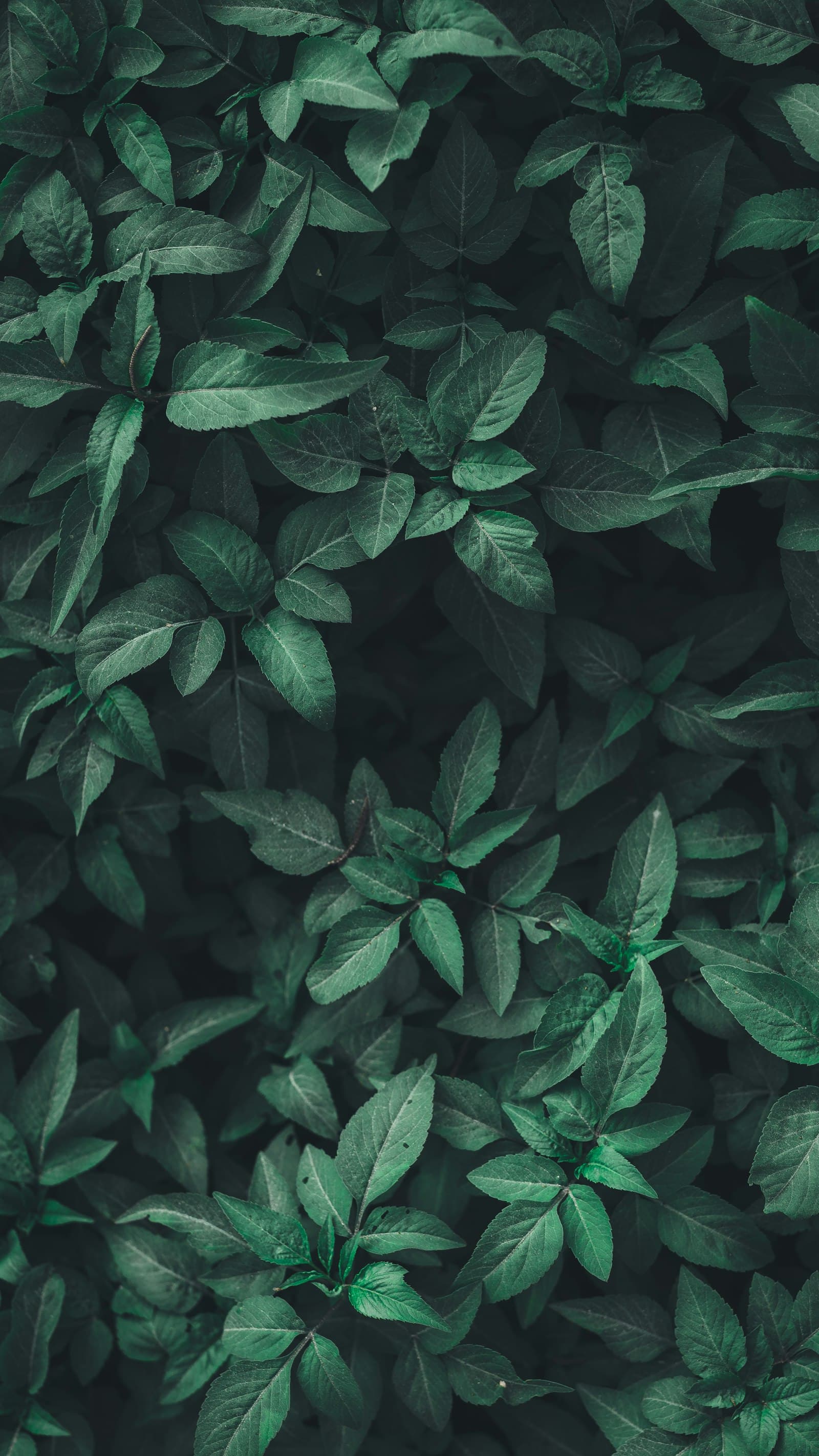 Dense dark foliage in close-up